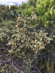 Erica spectabilis