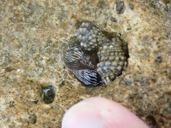 Echinolittorina ziczac