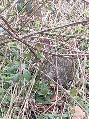 Oryctolagus cuniculus
