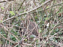 Oryctolagus cuniculus