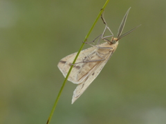 Aspitates gilvaria