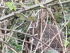 Oryctolagus cuniculus