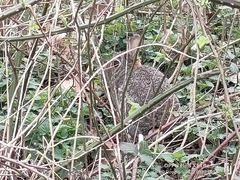 Oryctolagus cuniculus