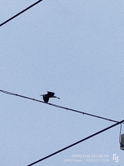 Ardea cinerea