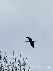 Ardea cinerea
