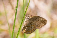 Neonympha areolatus