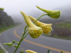 Delphinium luteum