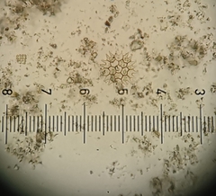 Hydrodictyaceae