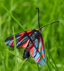 Zygaena anthyllidis