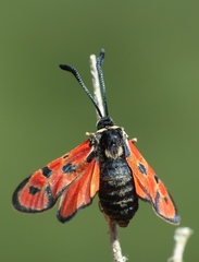 Zygaena hilaris