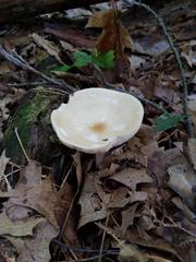 Melanoleuca alboflavida