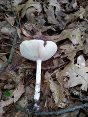 Melanoleuca alboflavida