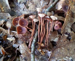 Collybiopsis biformis