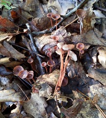 Collybiopsis biformis