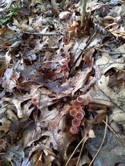 Collybiopsis biformis