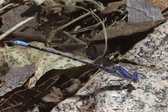 Argia munda