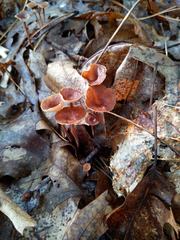 Collybiopsis biformis