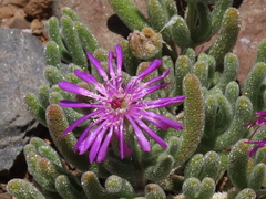 Drosanthemum archeri