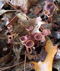 Collybiopsis biformis