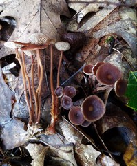 Collybiopsis biformis