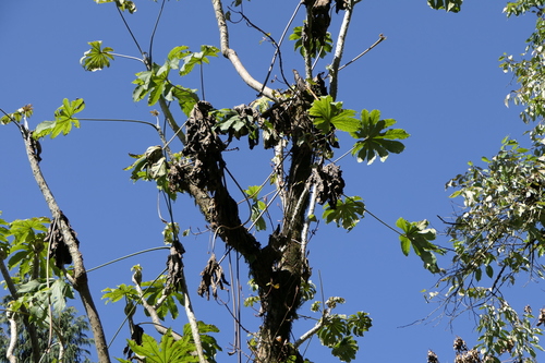 Brassaiopsis mitis, photograph 3