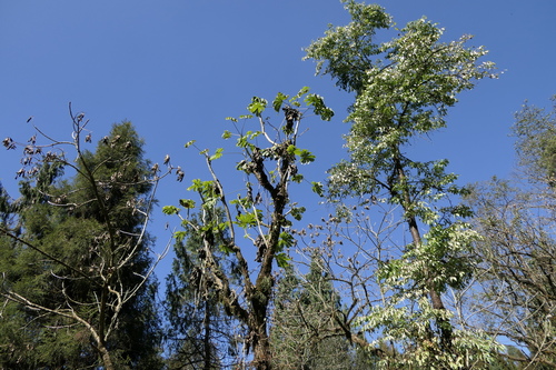 Brassaiopsis mitis, photograph 4