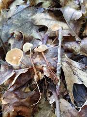 Collybiopsis biformis