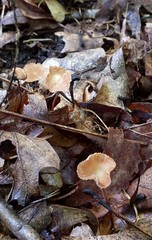 Collybiopsis biformis