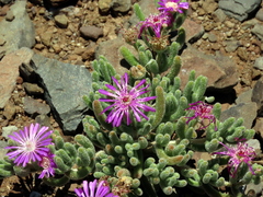 Drosanthemum archeri