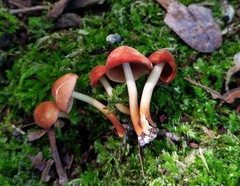 Marasmius cohaerens