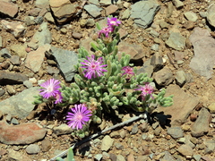 Drosanthemum archeri
