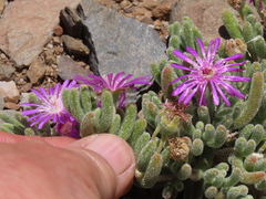 Drosanthemum archeri