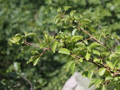 Pyrus communis caucasica