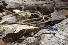 Argia munda