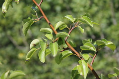 Pyrus communis caucasica