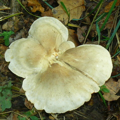 Clitocybe nebularis