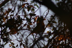 Turdus rufopalliatus