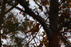 Turdus rufopalliatus