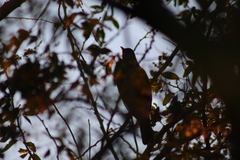 Turdus rufopalliatus