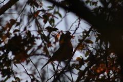 Turdus rufopalliatus
