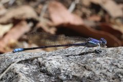 Argia munda