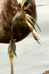 Callinectes arcuatus