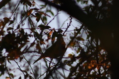 Turdus rufopalliatus