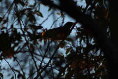 Turdus rufopalliatus