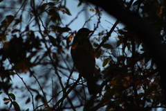 Turdus rufopalliatus