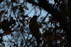 Turdus rufopalliatus