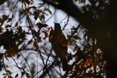 Turdus rufopalliatus