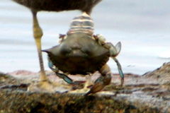 Callinectes arcuatus