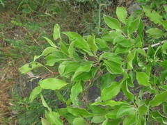 Pyrus georgica