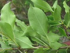 Pyrus georgica